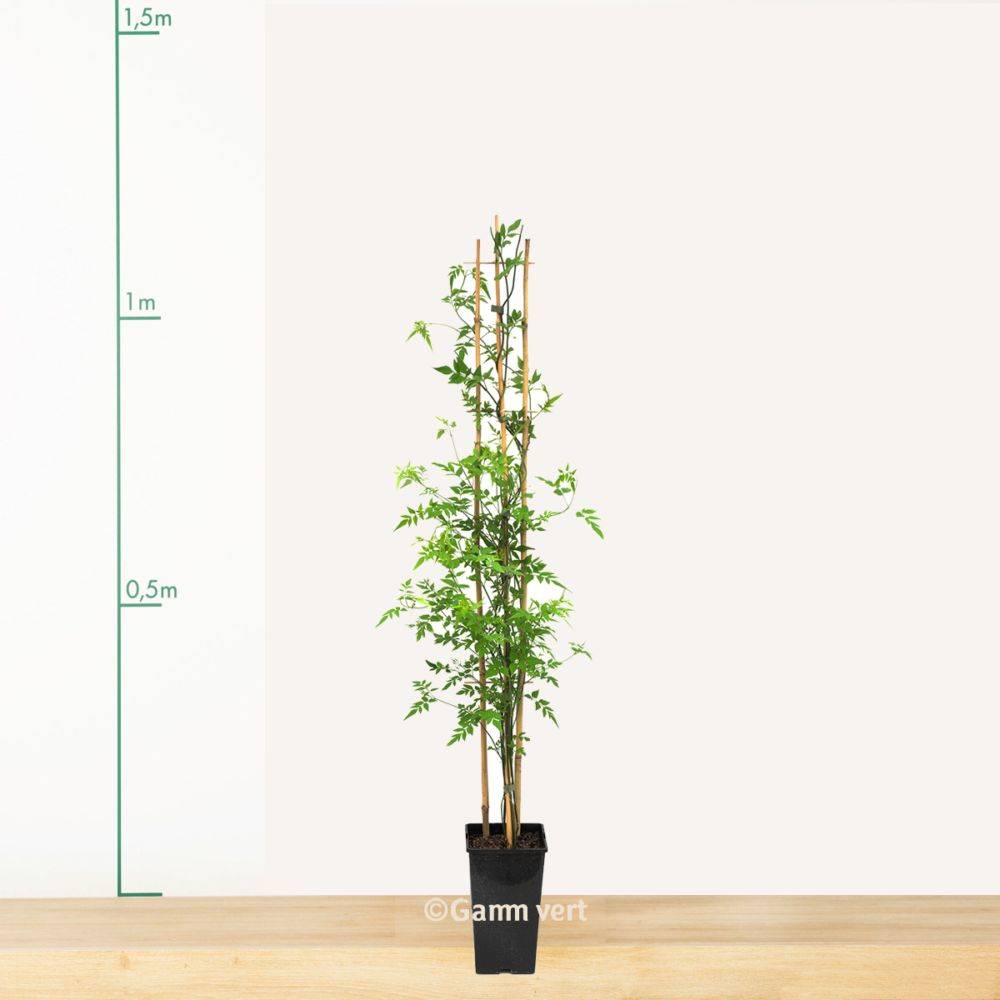 Jasmin d'été officinal - Image 3