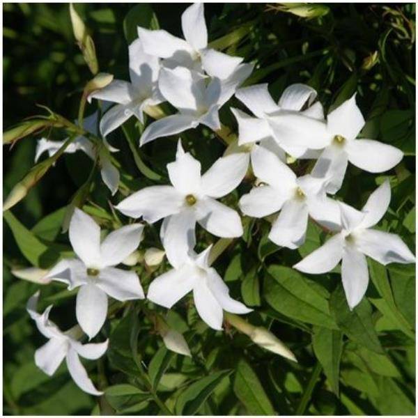 Jasmin d'été officinal - Image 2