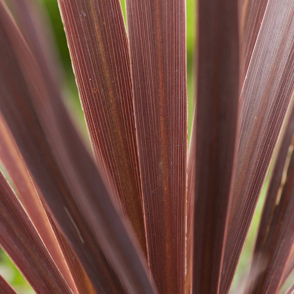Cordyline 'Red Comet'