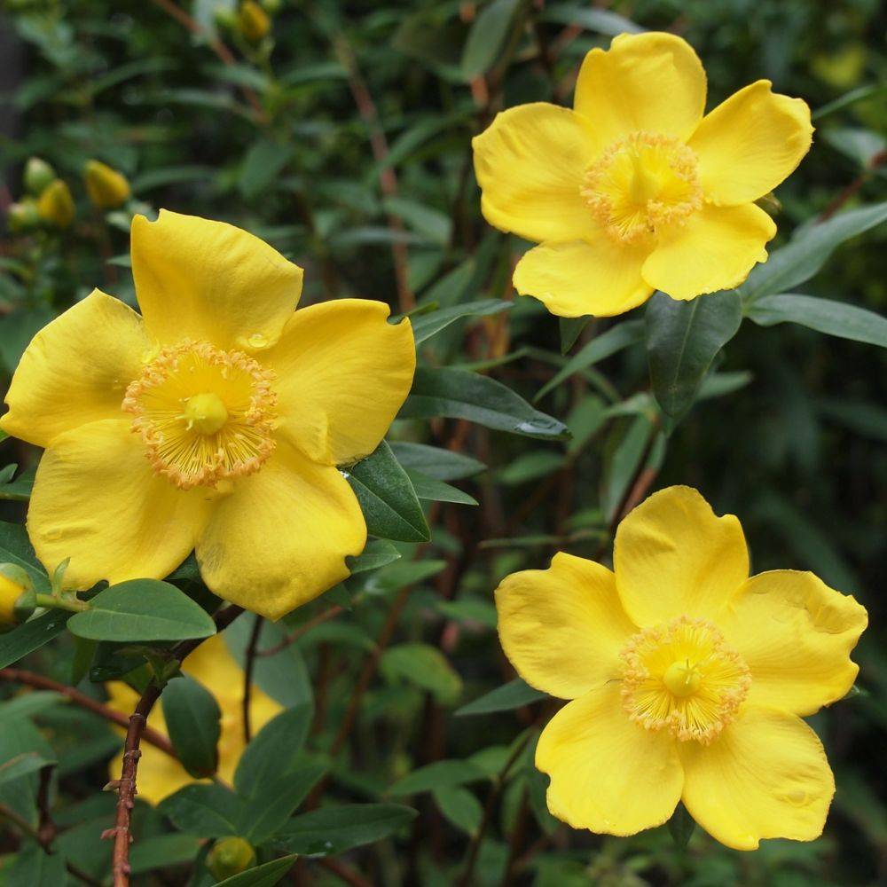 Millepertuis 'Hidcote' - Image 2