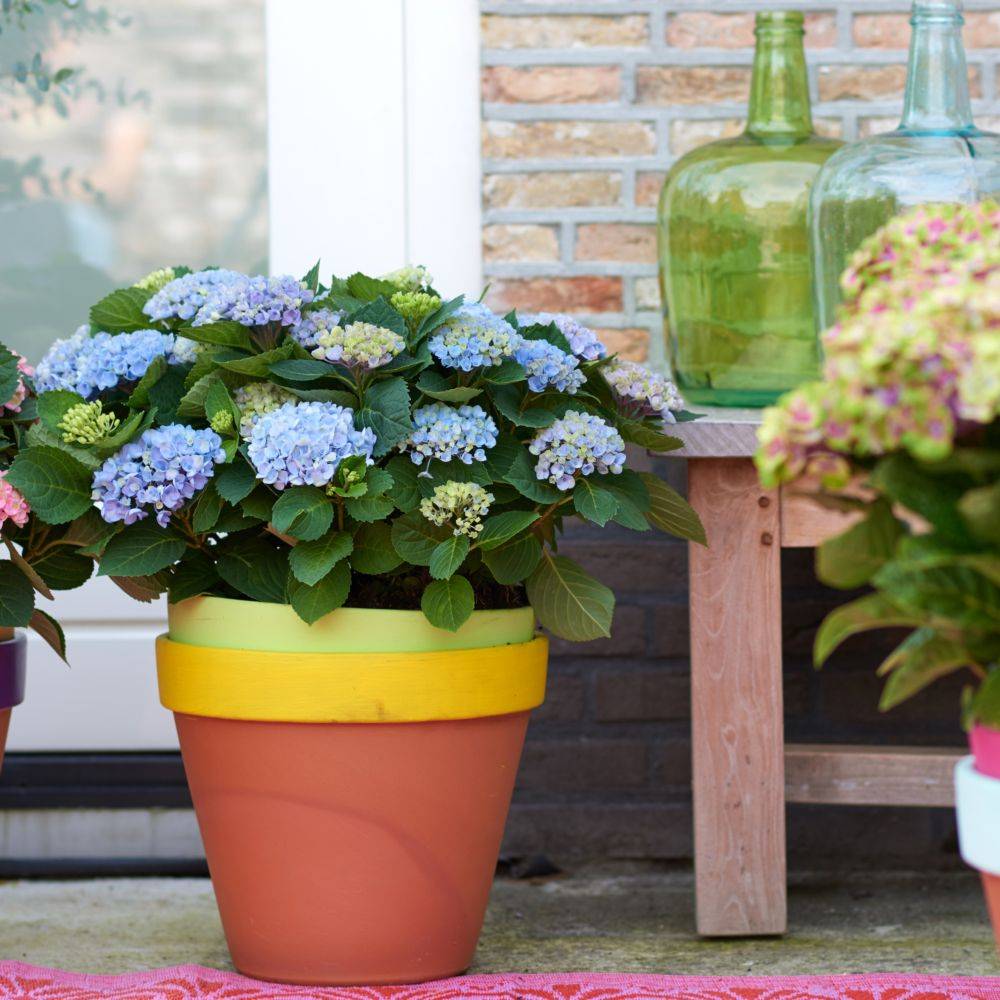 Hortensia Magical® Revolution - Image 3