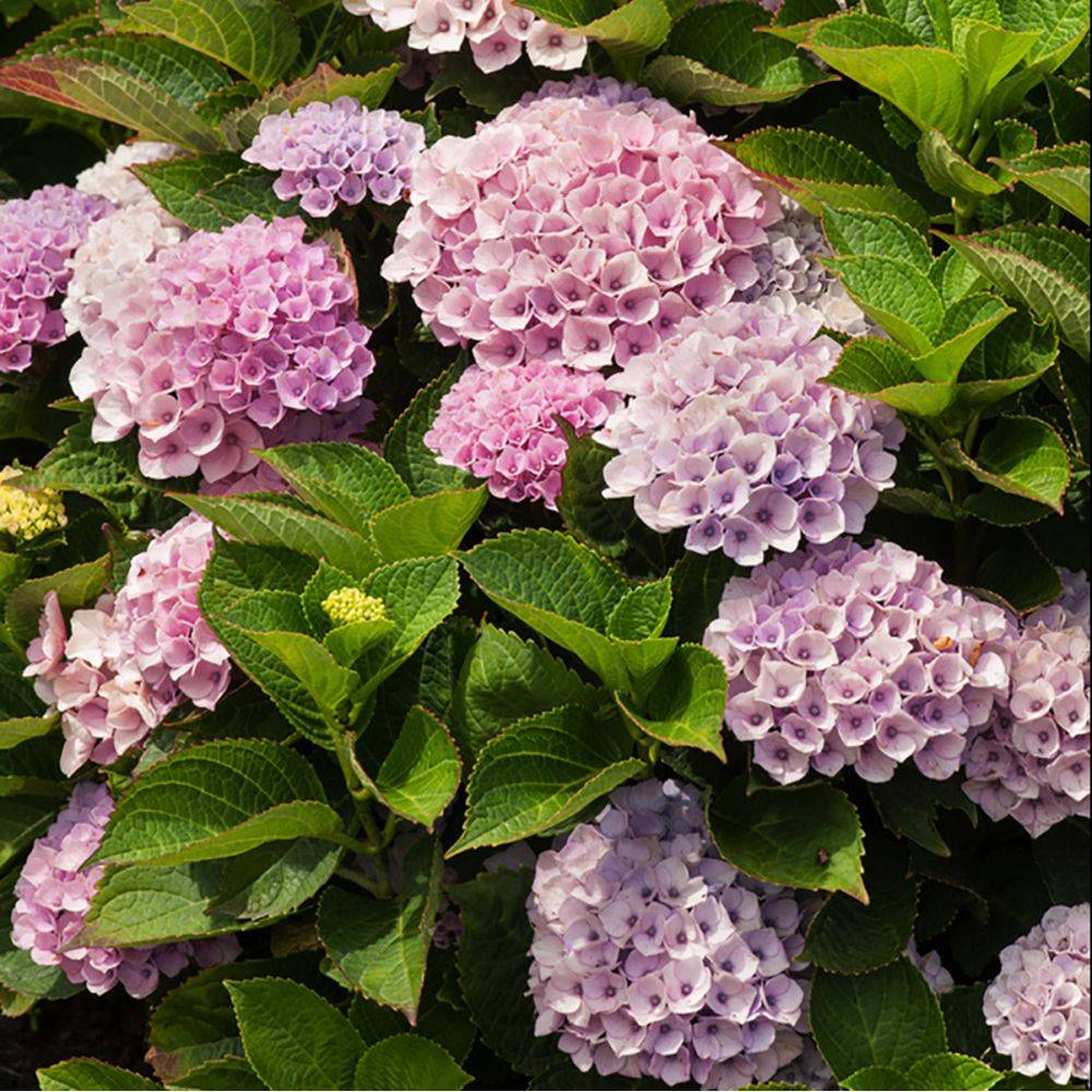 Hortensia Magical® Revolution - Image 1