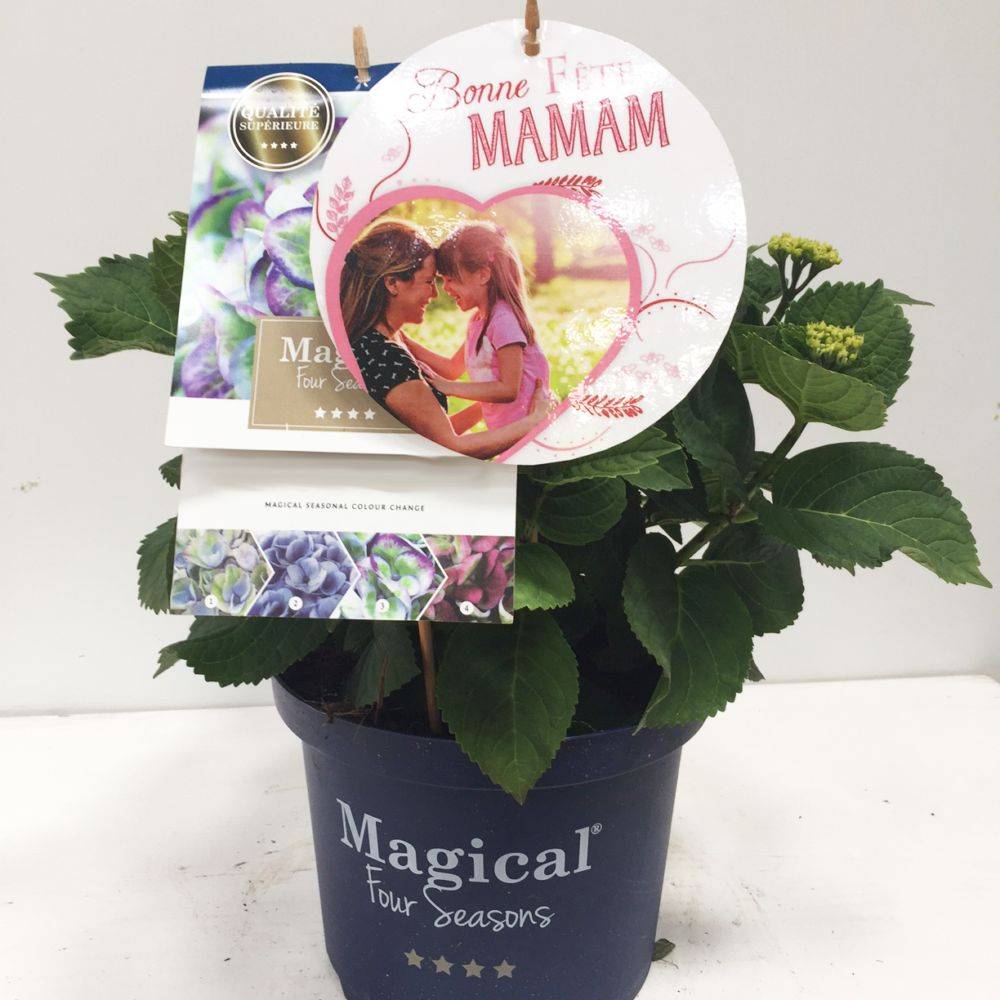 Hortensia Magical® Revolution - Image 4