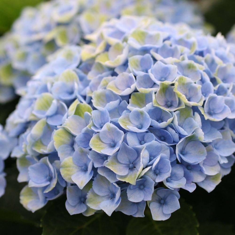 Hortensia Magical® Revolution - Image 2