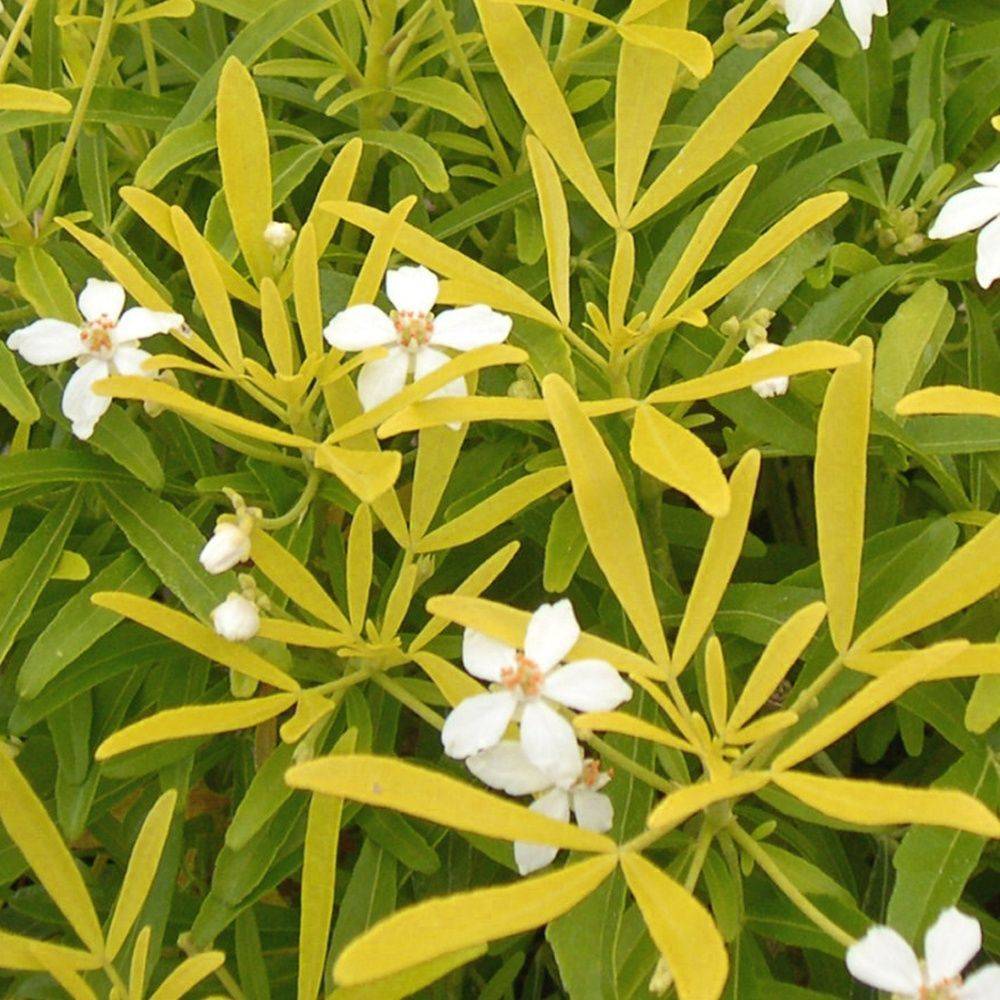 Oranger du Mexique Choisya 'Aztec gold'