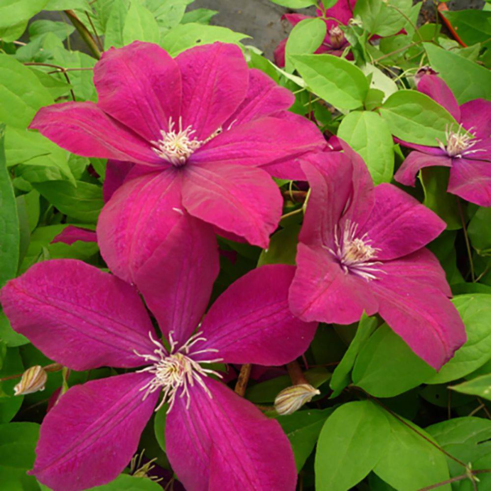 Clématite 'Rouge Cardinal'