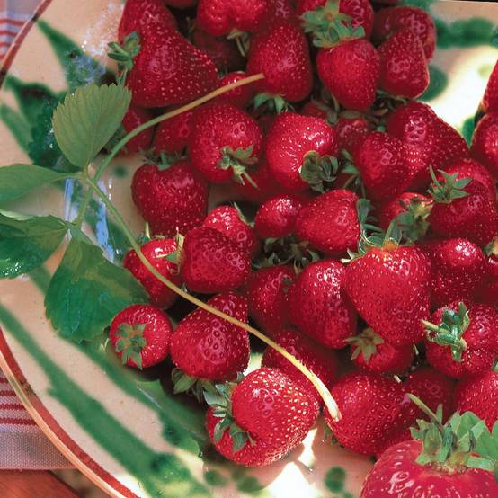 Fraisier Collection DELBARD - Pot de 2 litres