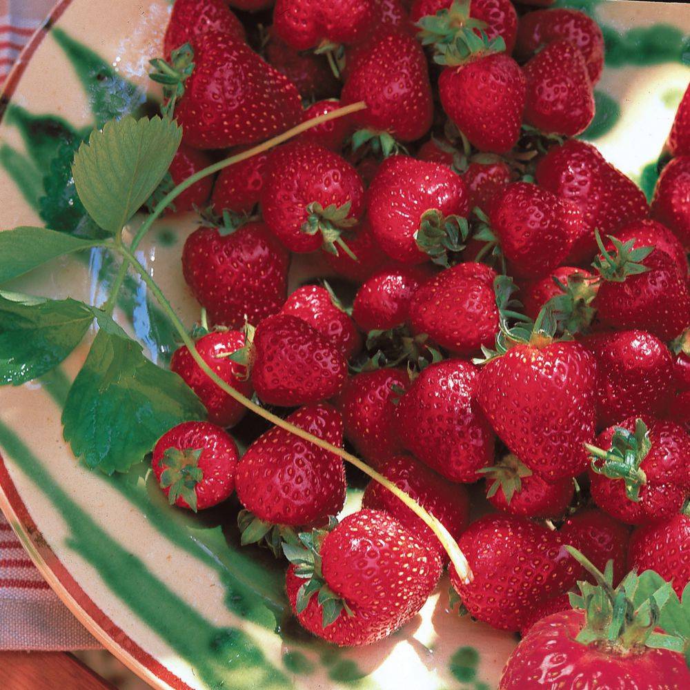 Fraisier Collection DELBARD - Pot de 2 litres