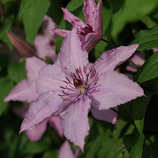 Clématite 'Hagley Hybrid'