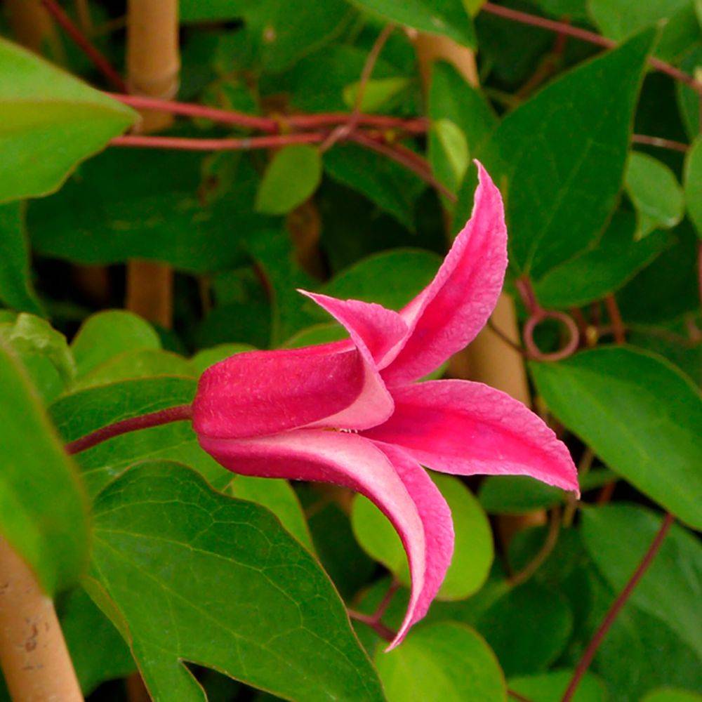 Clématite texensis 'Princess Diana' - Clematis