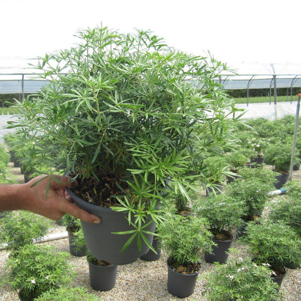 Oranger du Mexique 'White dazzler'