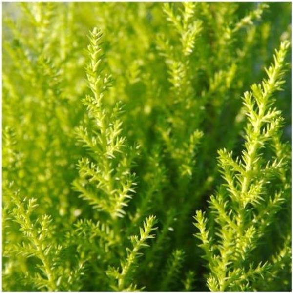 Cyprès de Lambert 'Goldcrest'