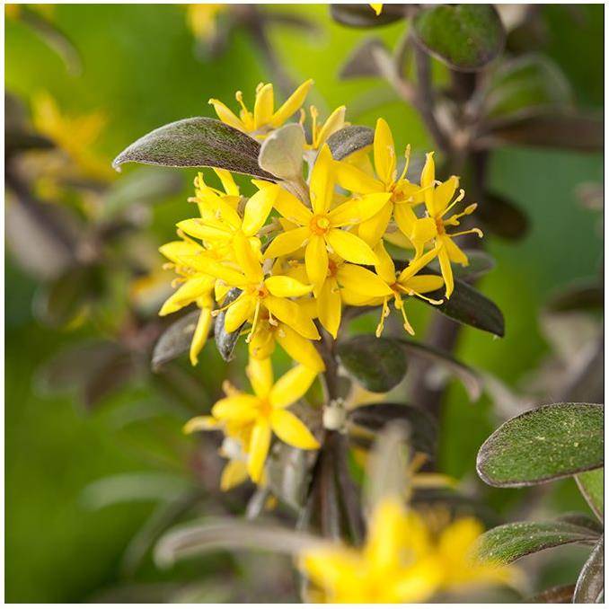 Corokia Frosted Chocolate - Image 1