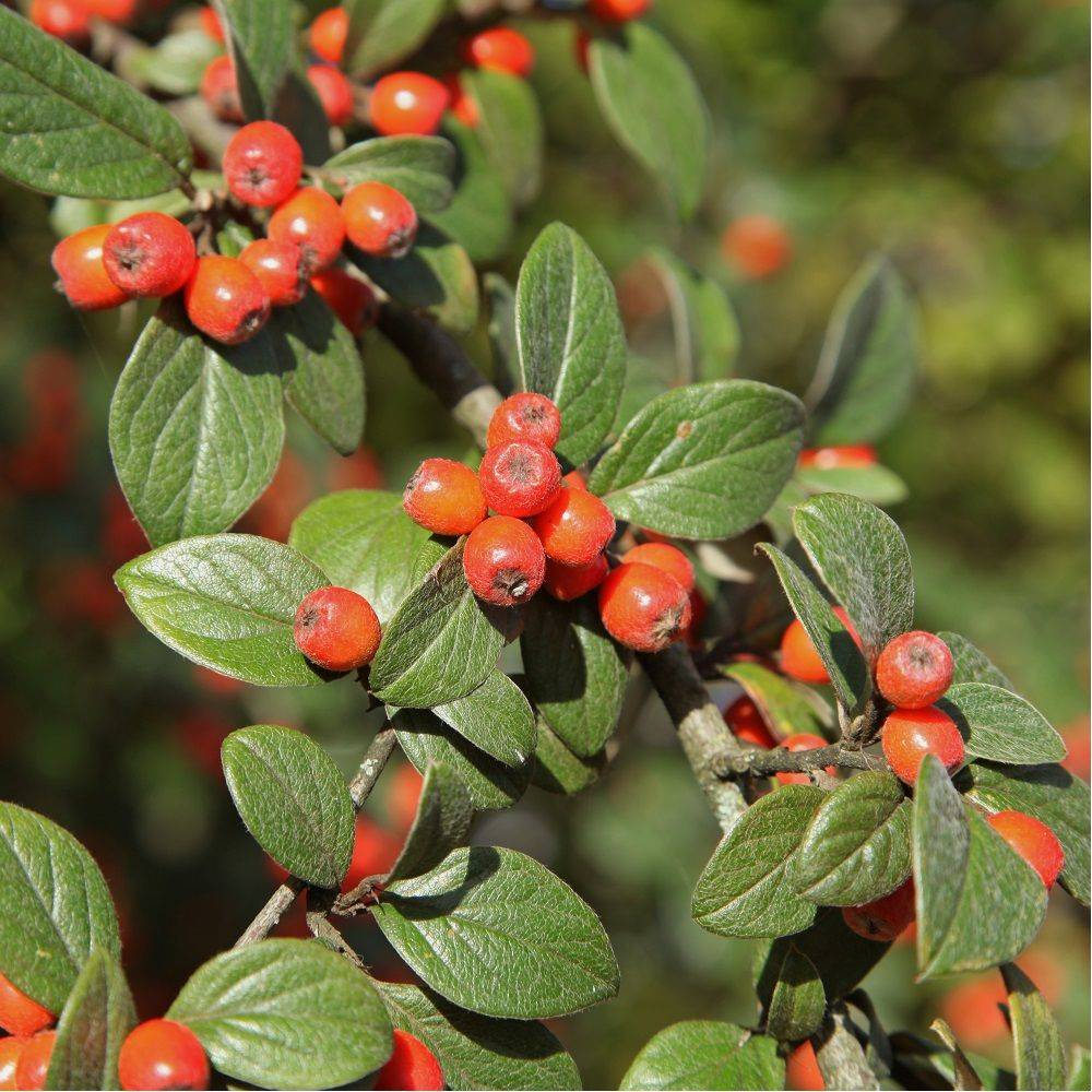 Cotoneaster franchetii - Image 1