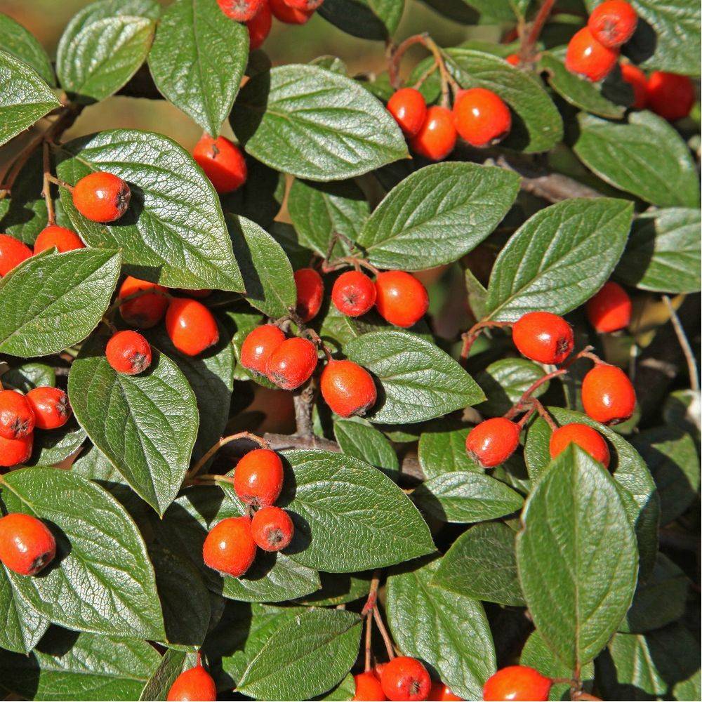 Cotoneaster franchetii - Image 2
