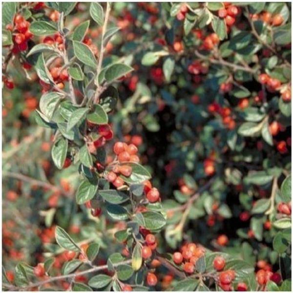 Cotoneaster franchetii - Image 3