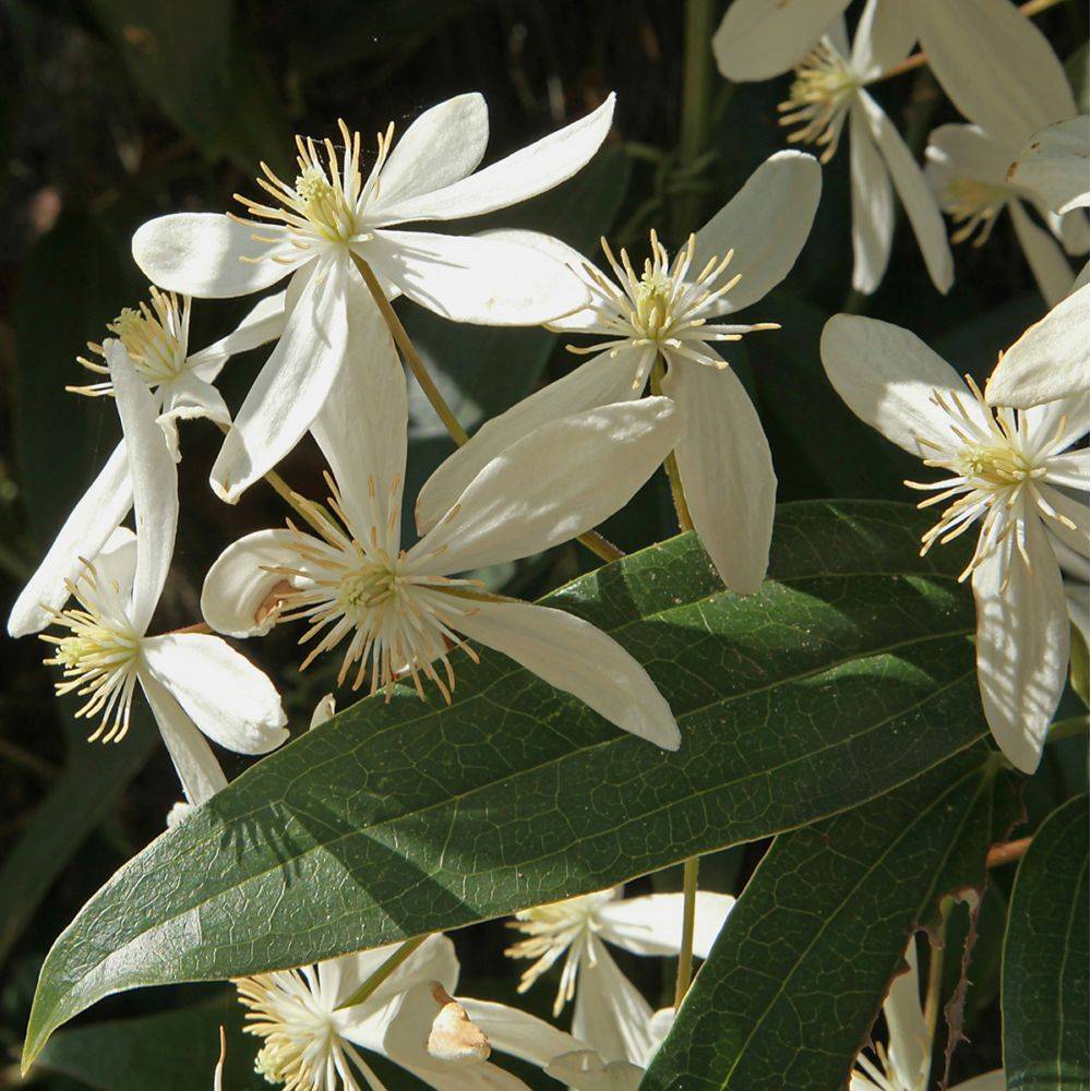 Clématite armandii - Image 8