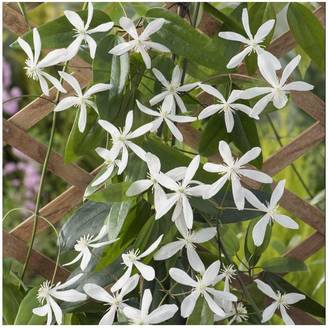 Clématite armandii