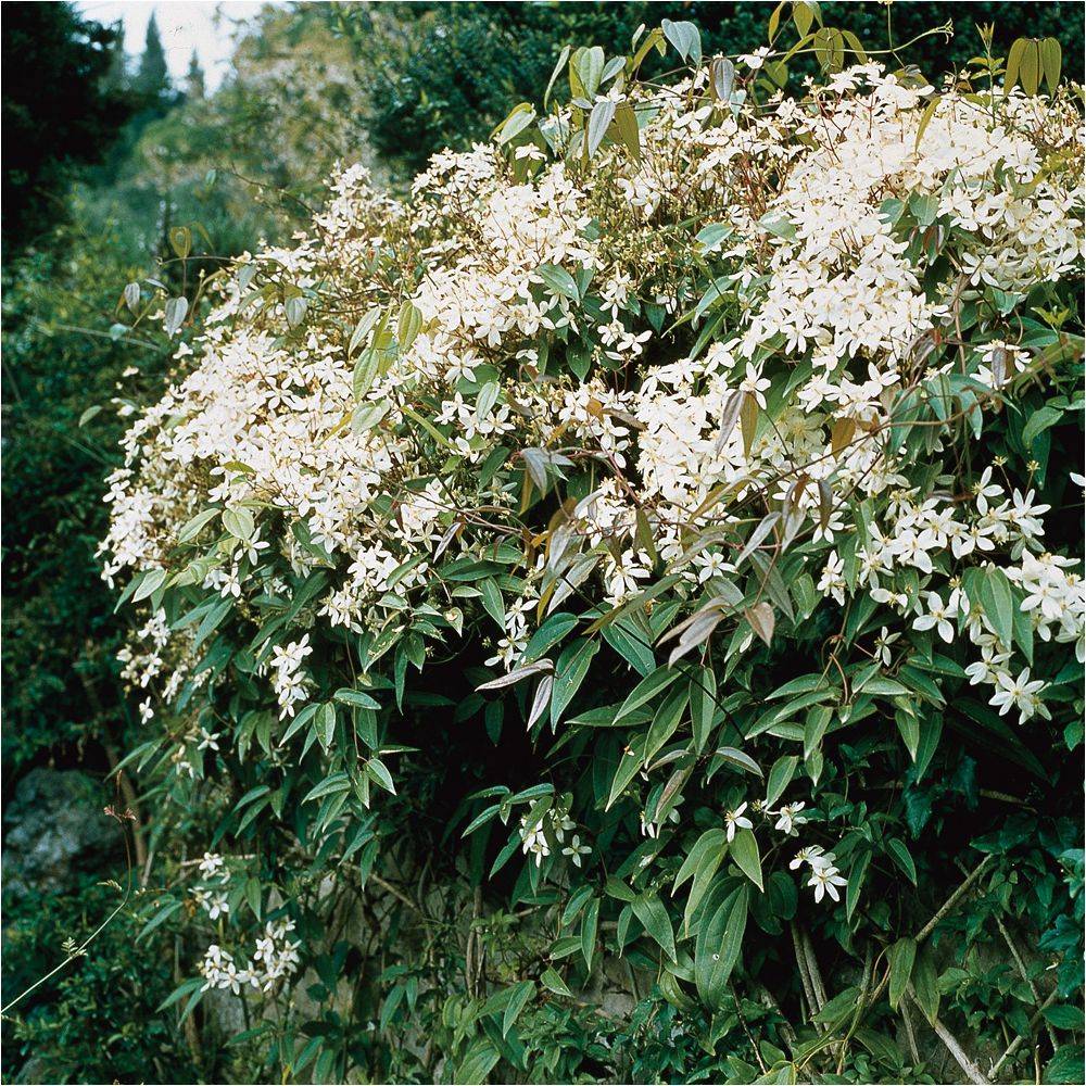 Clématite armandii - Image 2