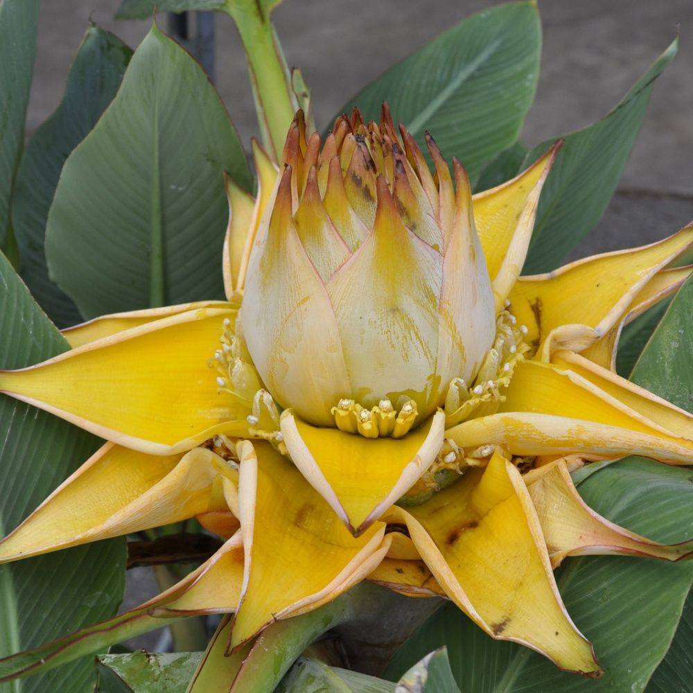 Bananier Lotus d'Or - Image 5