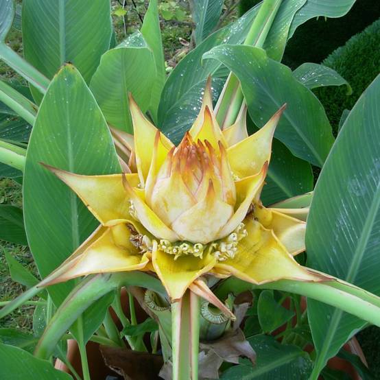 Bananier Lotus d'Or - Image 3