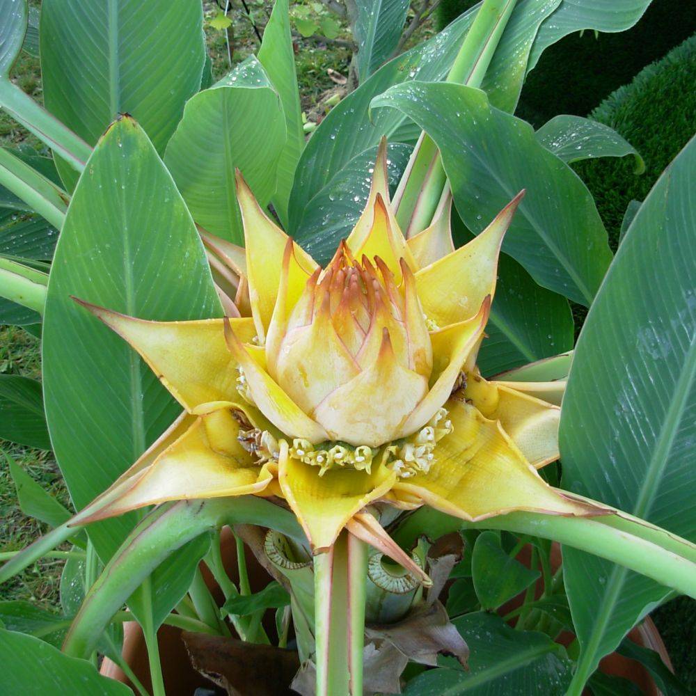 Bananier Lotus d'Or - Image 3