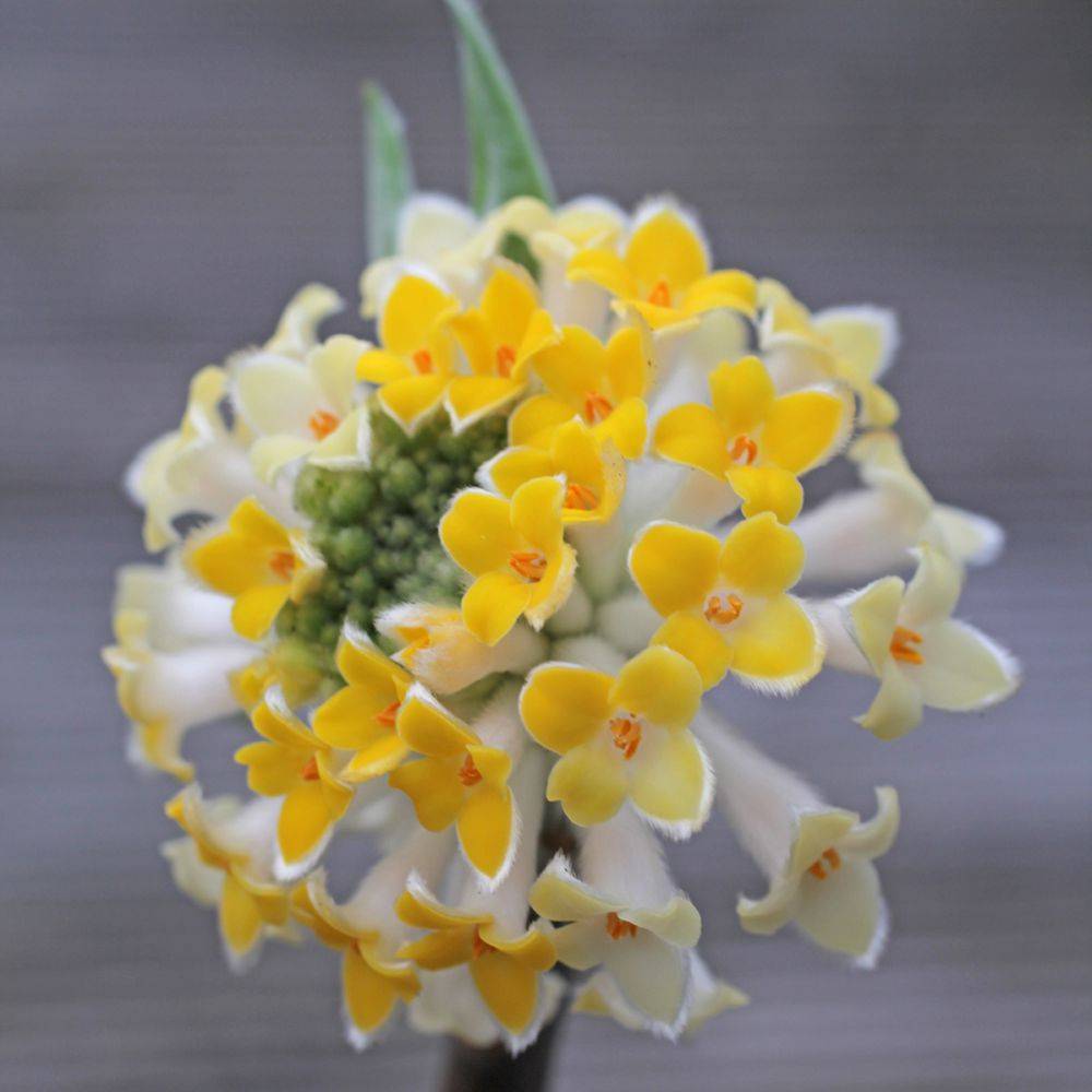Edgeworthia
