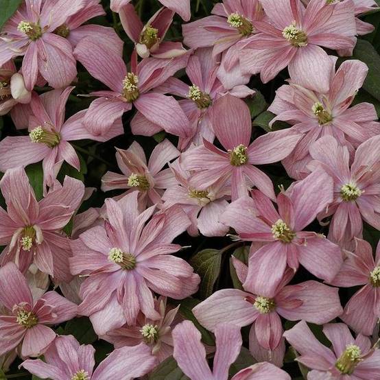 Clématite montana 'Broughton star' - Image 5