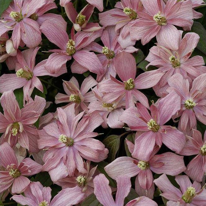 Clématite montana 'Broughton star' - Image 5