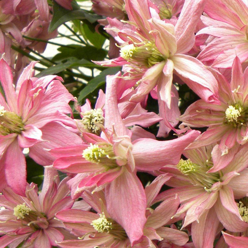 Clématite montana 'Broughton star'