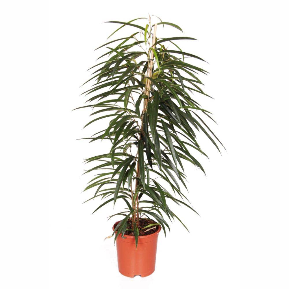 FICUS binnendijkii 'Alii' - Imagen 1