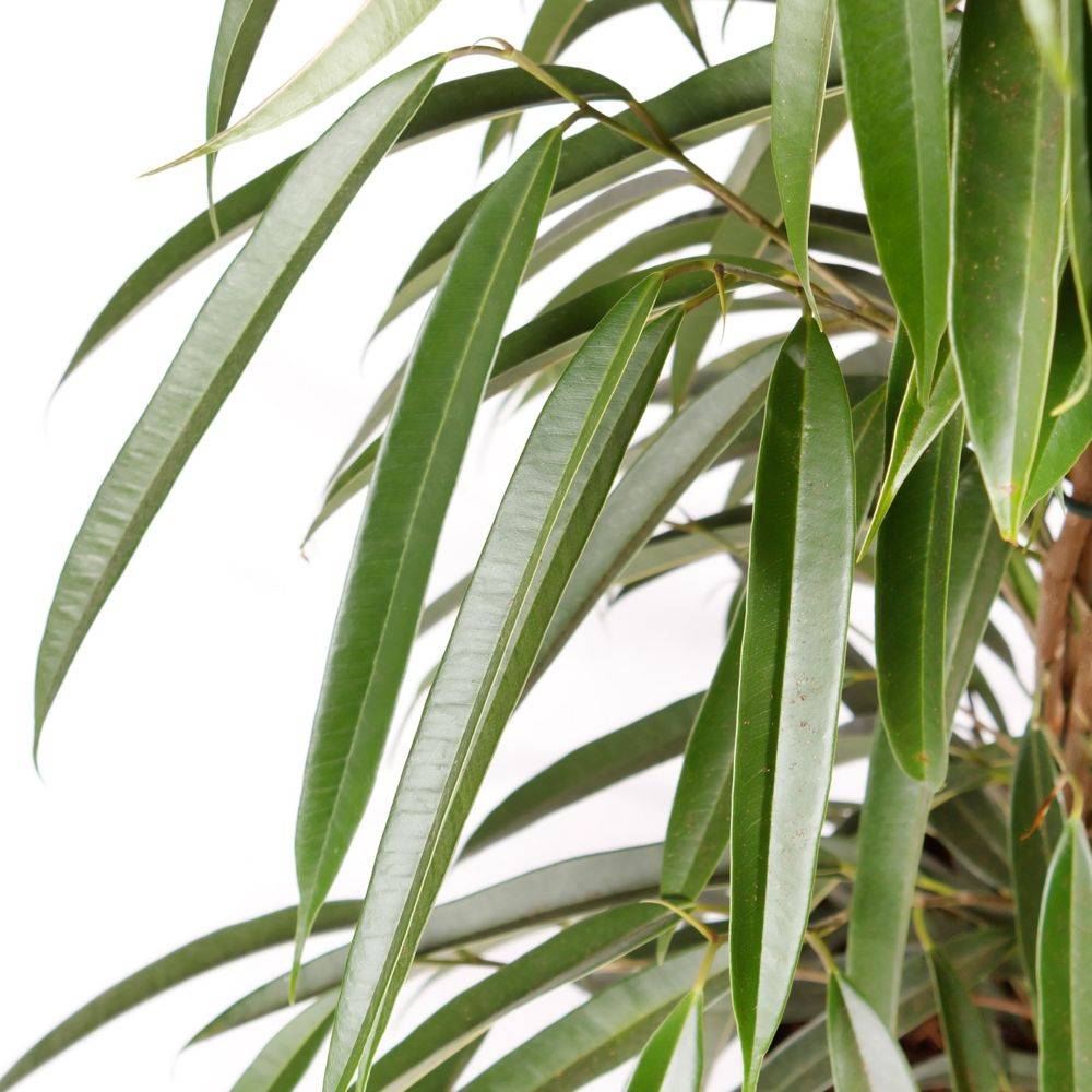 FICUS binnendijkii 'Alii' - Imagen 3