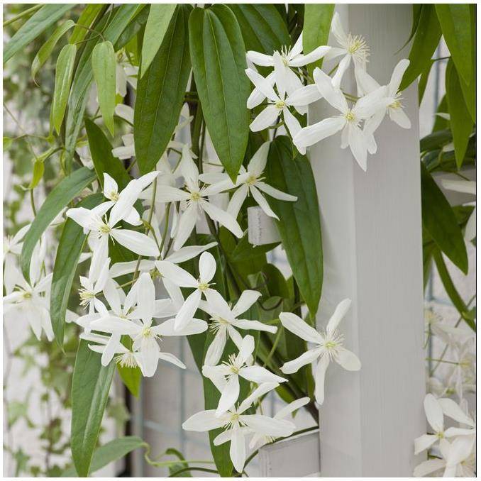 Clématite armandii 'Snowdrift' - Image 1