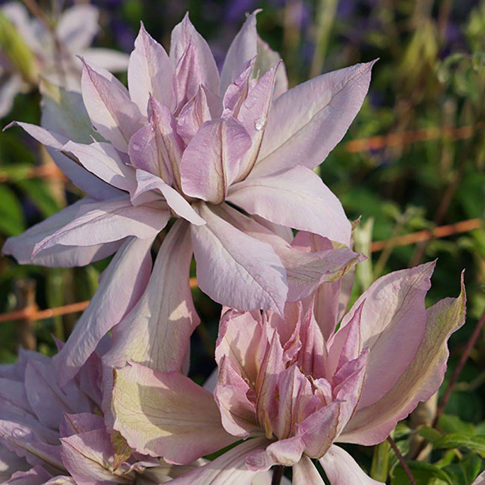 Clématite Violet Elizabeth - Pot de 3 litres - Jardiland