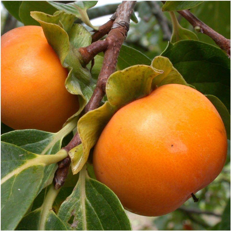 Kaki Muscat : taille en demi-tige - Image 2