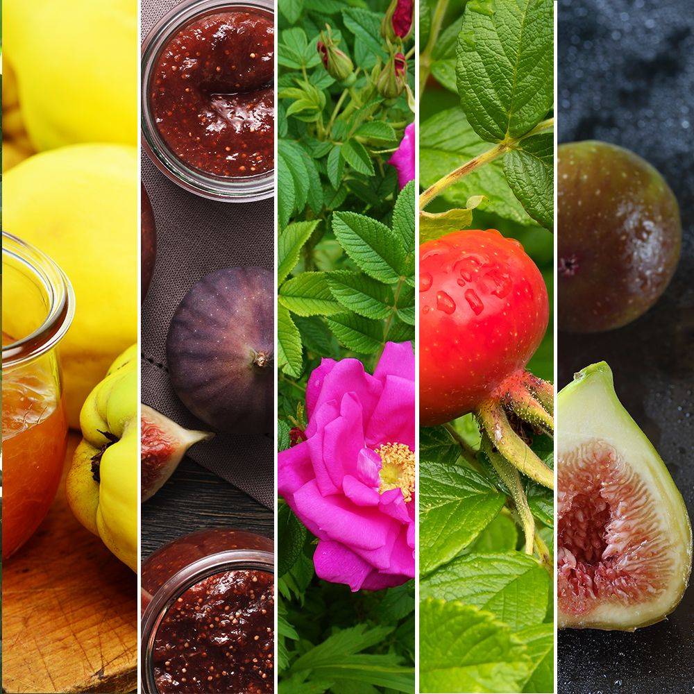 Kit de haie fruitière spéciale confitures