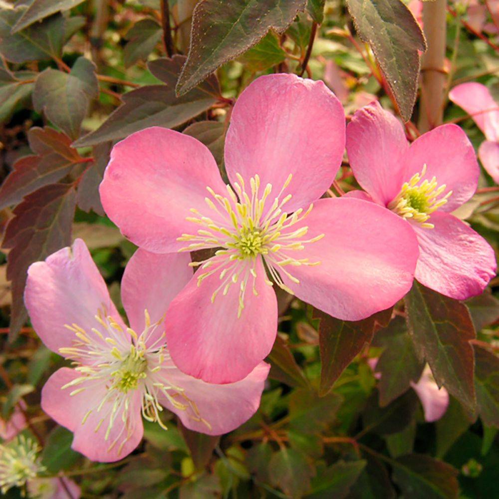 Clématite montana 'Tetrarose'
