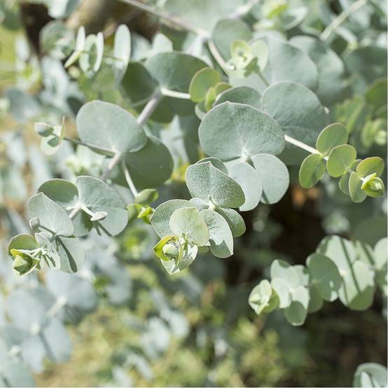 Eucalyptus gunni Azura - Image 2