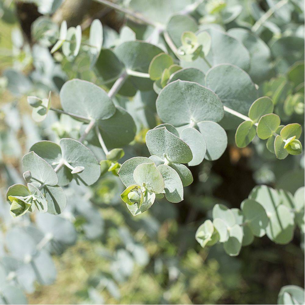Eucalyptus gunni Azura - Image 2