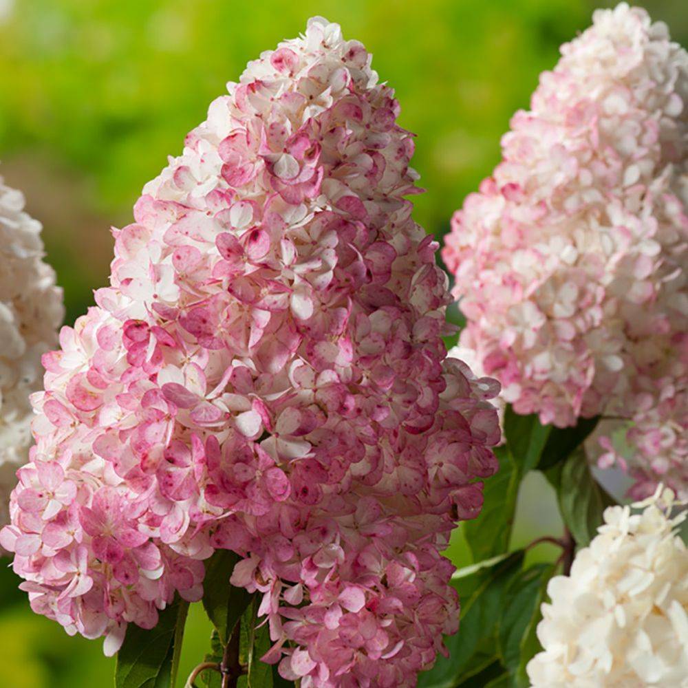 Hortensia paniculata 'Vanille Fraise®' Renhy - Image 3