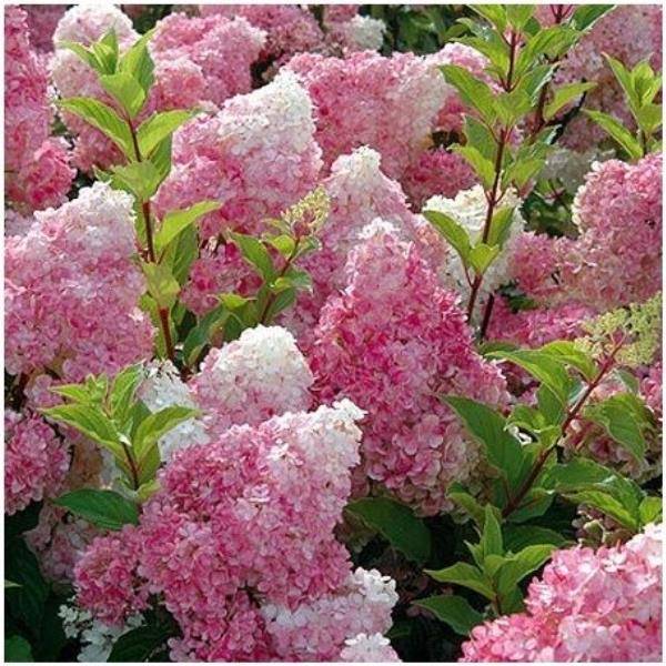 Hortensia paniculata 'Vanille Fraise®' Renhy - Image 4