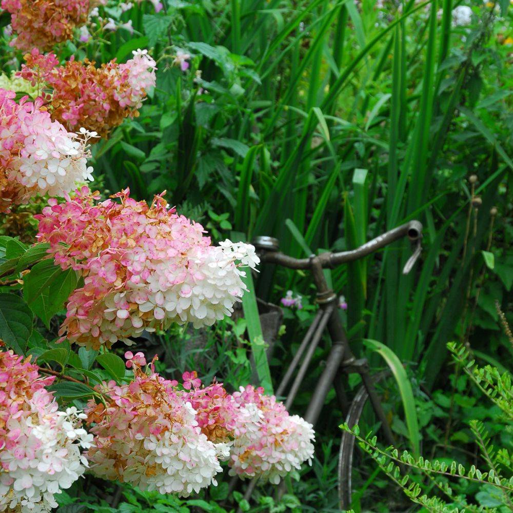 Hortensia paniculata 'Vanille Fraise®' Renhy - Image 5
