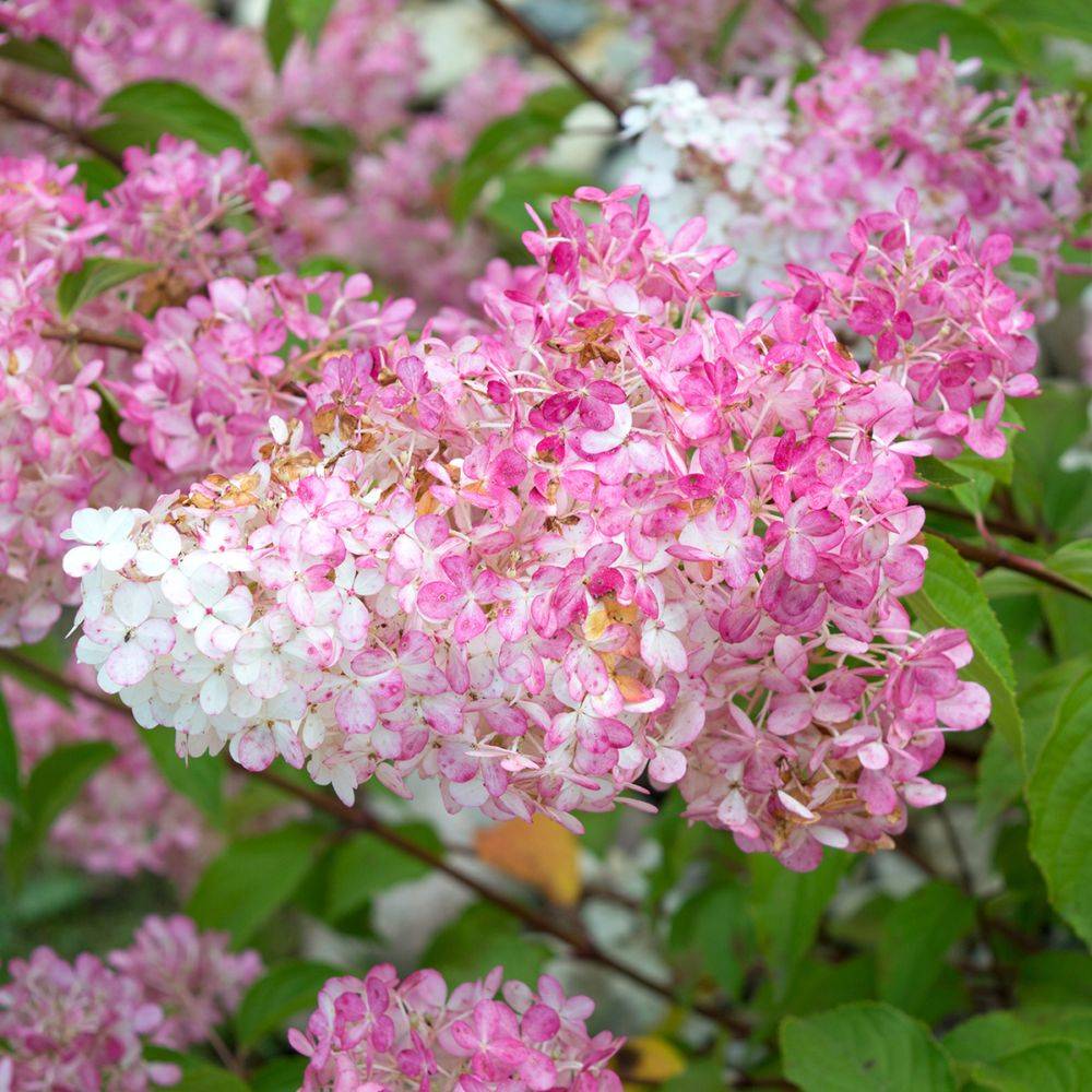 Hortensia paniculata 'Vanille Fraise®' Renhy