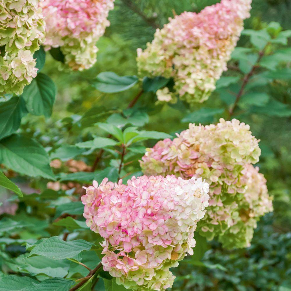 Hortensia paniculata 'Vanille Fraise®' Renhy - Image 2