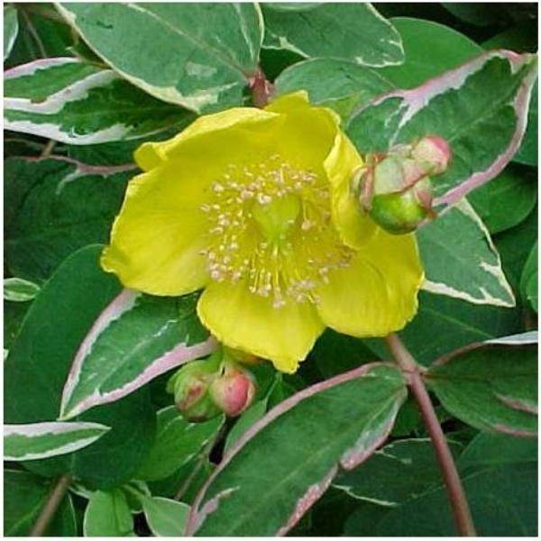 Millepertuis 'Tricolor'