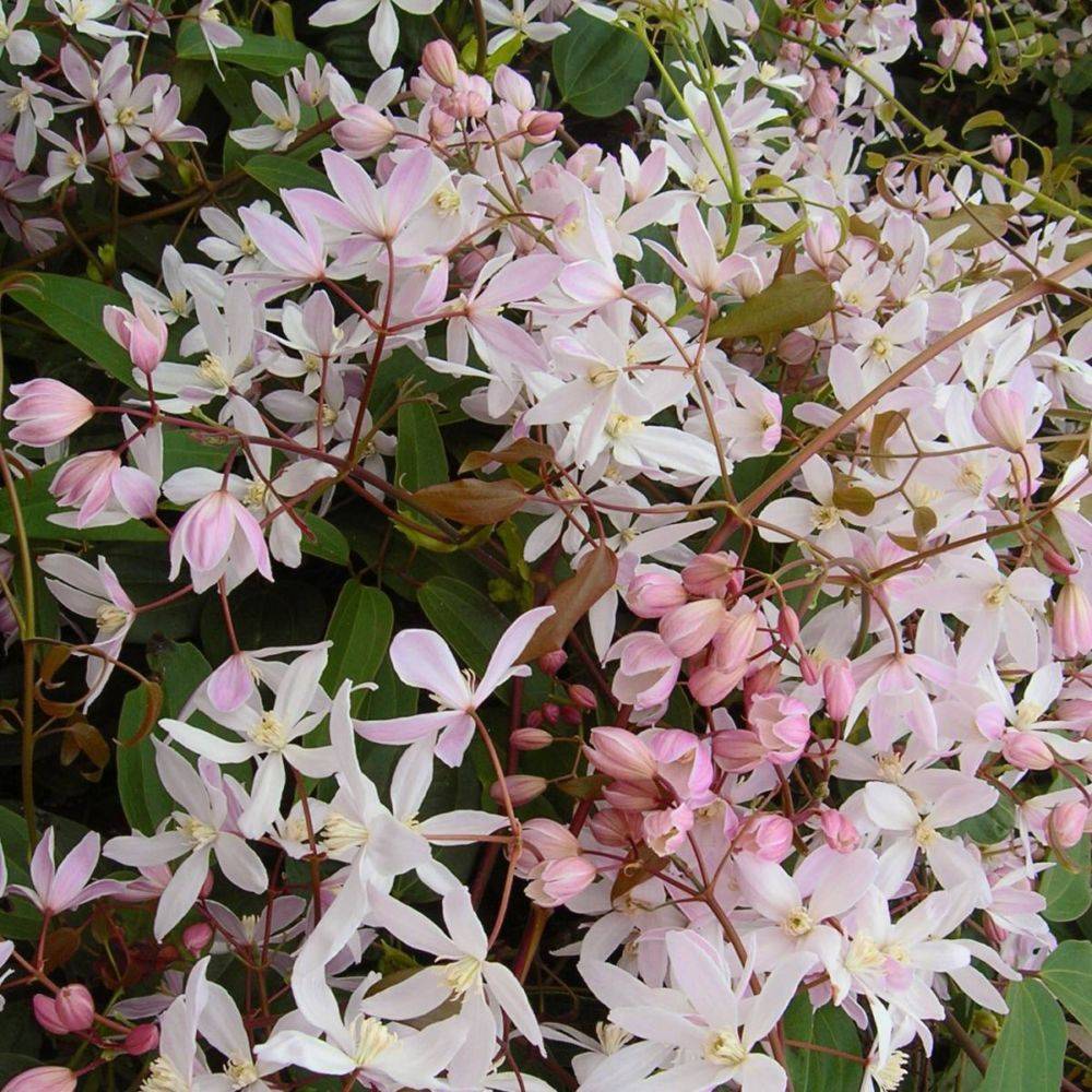 Clématite armandii 'Apple Blossom' - Image 2