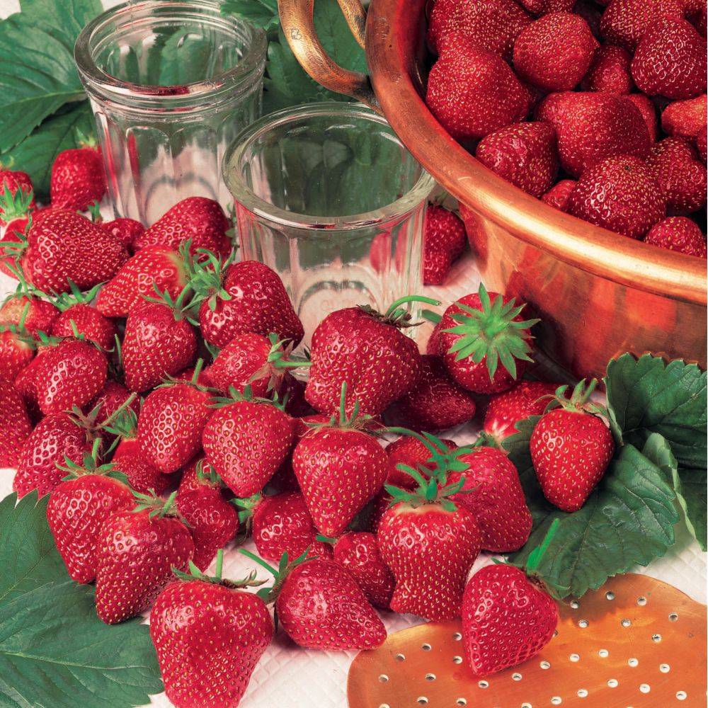 Fraisier Collection DELBARD - Pot de 2 litres