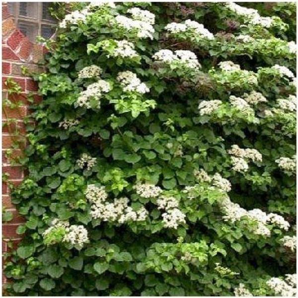 Hortensia grimpant - Hydrangea Petiolaris