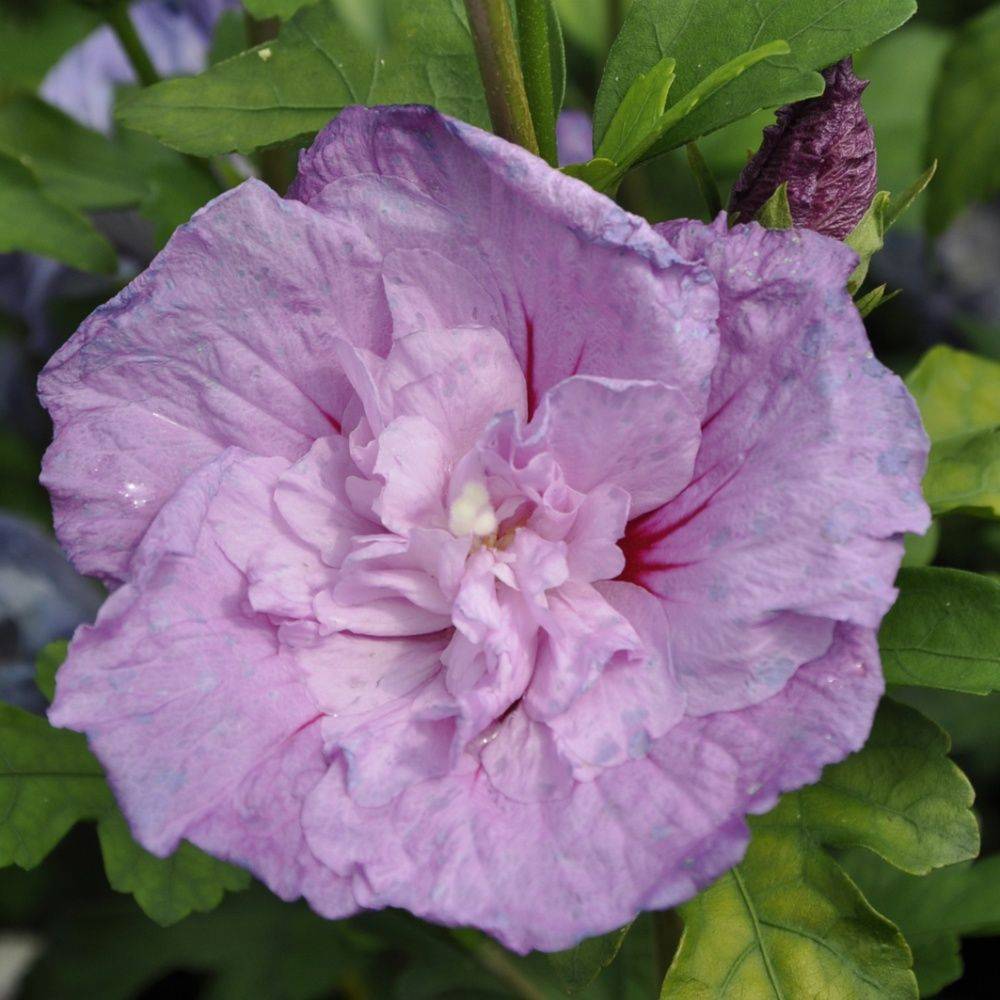 Hibiscus syriacus 'Lavender chiffon'
