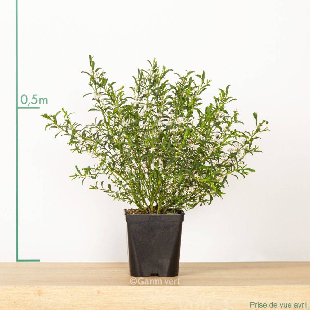 Eriostemon myoporoides - Image 3